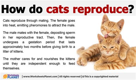 How Do Cats Reproduce