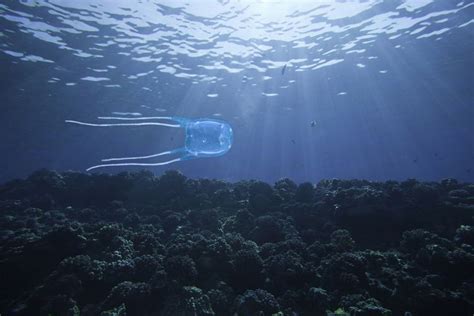 Box Jellyfish Stings Signs Symptoms And Treatment