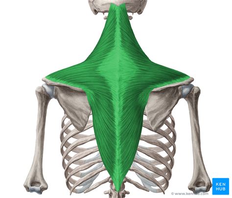 Posture Lower Trapezius And Rhomboids M Trapezius Transversa Medical