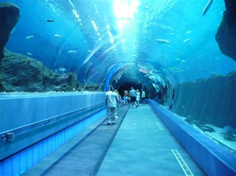 Georgia Aquarium Atlanta Georgia Usa Underwater Tunnel