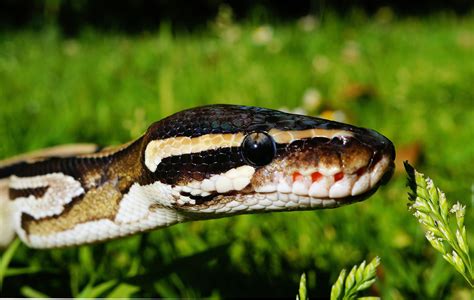 The Six Best Snake Breeds For First Time Owners
