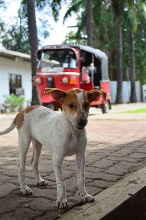 29 Sri Lanka Travel Photos Make Your Hert Race Living Nomads