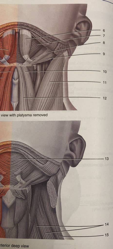 143 Selected Muscles Of The Chin And Neck Continued Diagram Quizlet