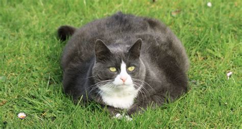 What Everyone Should Know About Fat Cats Dr Basko Holistic