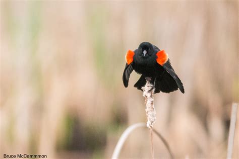 Blackbirds Orioles North Central Washington Audubon Society