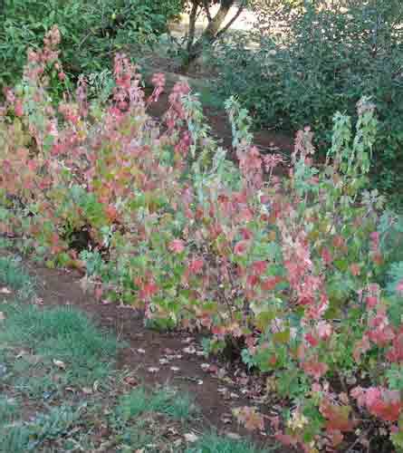 Currant Ribes Odoratum Crandall Clove Currant Whitman Farms