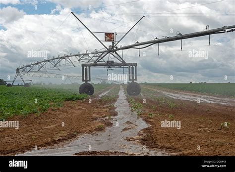 Self Propelled Irrigation System Watering Potatoes Hollesley Suffolk