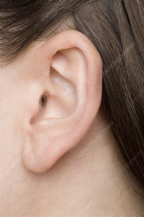 Womans Ear Stock Image F0028247 Science Photo Library