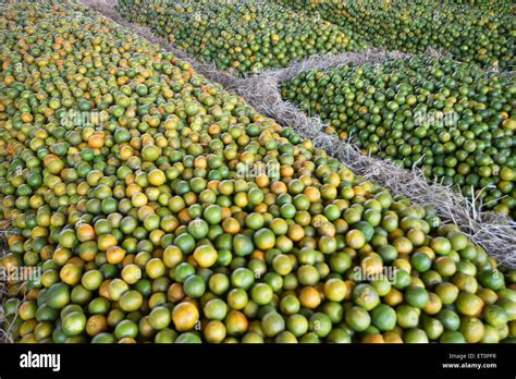 Fruits Oranges Nagpur Maharashtra India Stock Photo 83610907