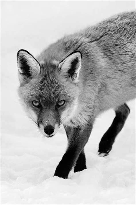 Prowling Fox In Snow Black And White Print Nt Nature Photos