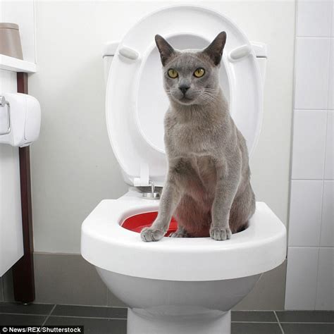 The goal is teaching him to squat with all four paws on. How to toilet train your CAT in four steps | Daily Mail Online
