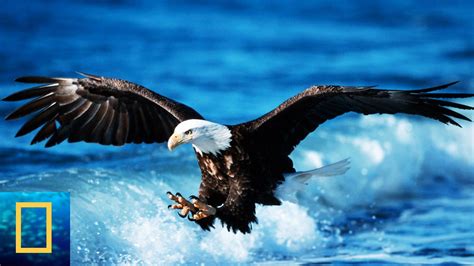 National Geographic Animals Channel The Most Powerful Birds Wildlife