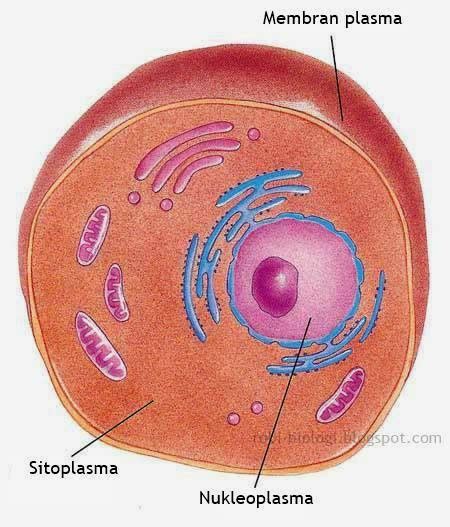 Sitoplasma Dan Nukleoplasma Belajar Biologi