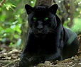 Pantera Negra: Curiosidades sobre o Animal | Mundo Ecologia