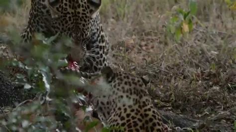 A Rare Sighting Of Two Leopards Sharing A Meal At Arathusa Safari Lodge