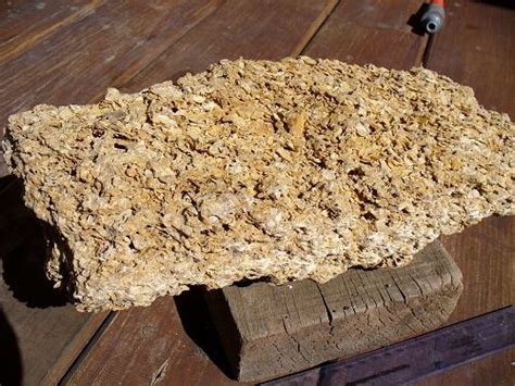 Coquina is a sedimentary rock of biochemical origin. 25 best Sedimentary Rocks images on Pinterest ...