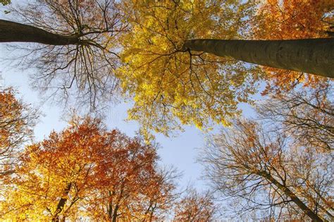 Beech Trees In Autumn Stock Photo Image Of Color Foliage 232001980