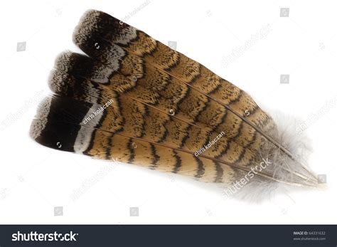 Group Of Three Ruffed Grouse Bonasa Umbellus Tail Feathers Stock