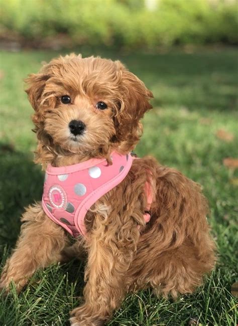 Check spelling or type a new query. 11 pros and 11 cons of Cavapoo Puppies Breed | Cavapoo ...