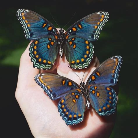 Pin by Capitán Z z on Butterfly Borboletas Types of butterflies