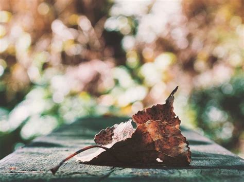 Fay3 صور لـ خريف الخريف اللون ورقة الشجر زاهى الألوان اوراق