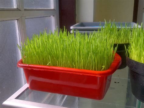 Jual kopi dan makanan ringan. RUMPUT GANDUM wheatgrass: Manfaatkan Komunitas, Jual Benih ...