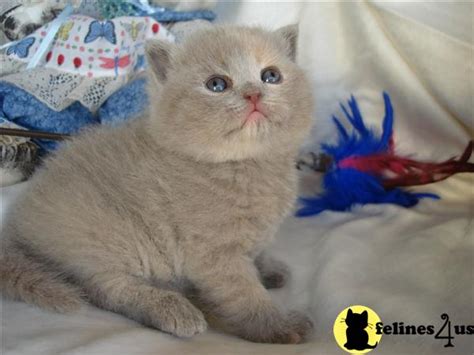 British Shorthair Kitten For Sale British Shorthair Kittens For Sale