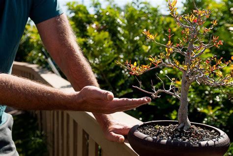 6 Essential Bonsai Pruning Tools Bonsai Tree Gardener