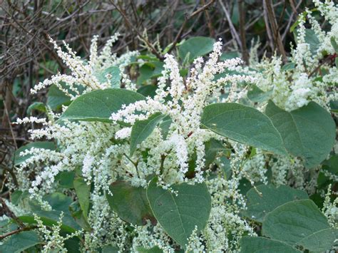 Japanese Knotweed Is The Scourge Of Gardens And Every Estate Agents