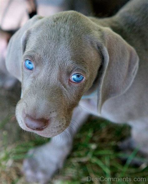 Weimaraner Blue Eye Puppy Desi Comments