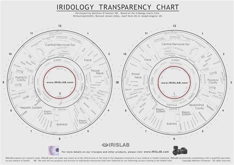 What Is Iris Chart Iridology How Read Iris Chart Iridology Iriscope