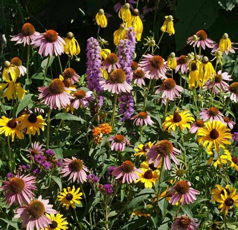 Midwest Wildflower Seed Mix Annuals And Perennials S2