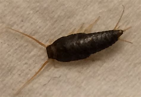 Common Silverfish Whats That Bug