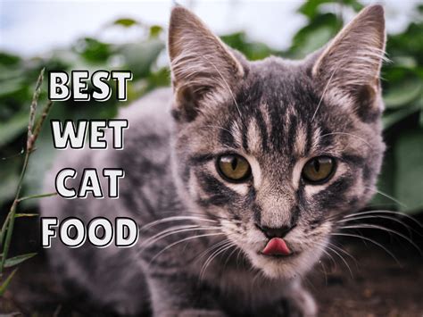 When chewing isn't possible, a wet food ensures you that they are receiving the nutrition they need! Best Wet Cat Food