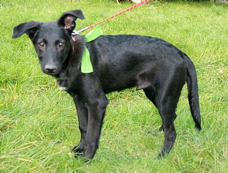 Schwarzer schaeferhund welpen in der rubrik tiermarkt. Happy End PRINZ, Schwarzer Schäferhund Mix (Welpe(n ...