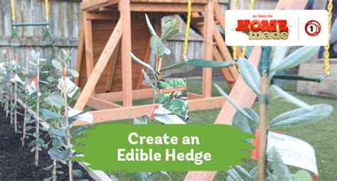 Tui Garden Edible Hedging Guide Edible Fruit Plants