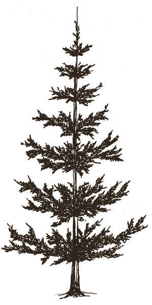 Easy Simple Pine Tree Drawing Lalocades