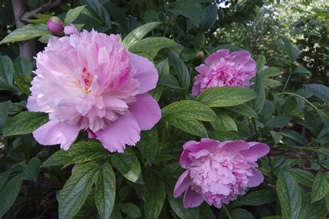 Peony Flower Meaning Symbolism And Insights