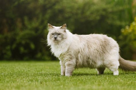 Top 7 Largest Cat Breeds Choosing The Right Cat For You Cats Guide