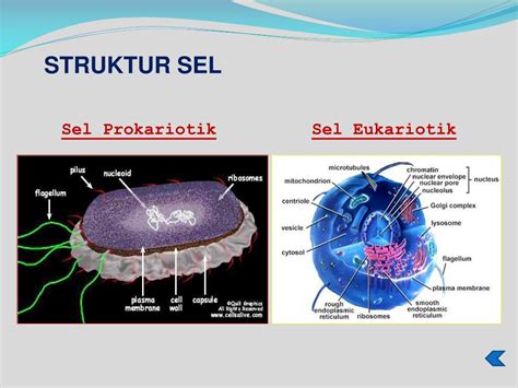 Sel Prokariotik Pengertian Contoh Struktur Dan Fungsinya Images And