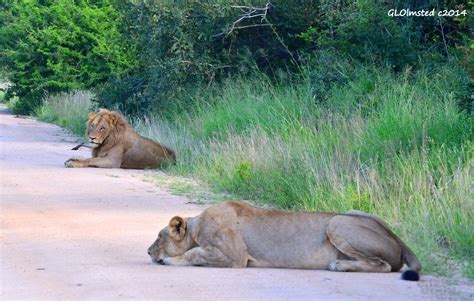 Lions Mating Kruger National Park Geogypsy