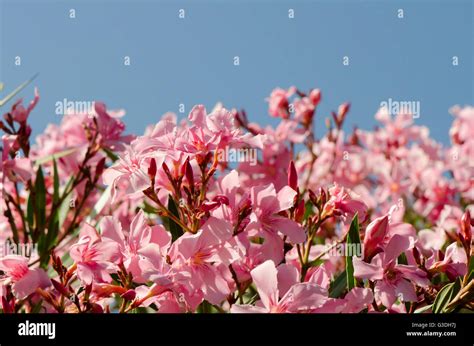 Flowers Of Oleander Nerium Oleander Spain Stock Photo Alamy