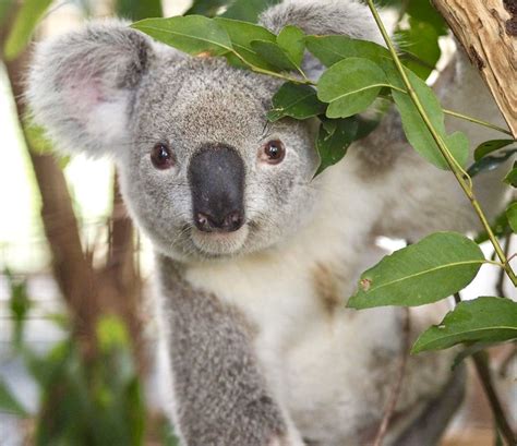 Pin By Ella Lewis On Animals Baby Animals Australian