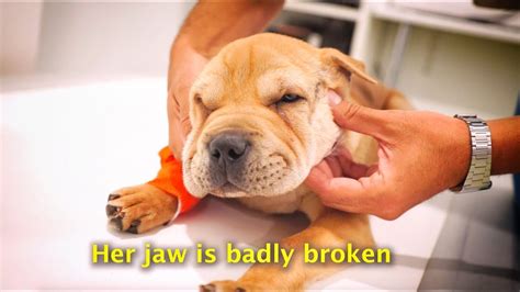 We Rescue A Little Puppy With A Broken Jaw She Needs Help Youtube