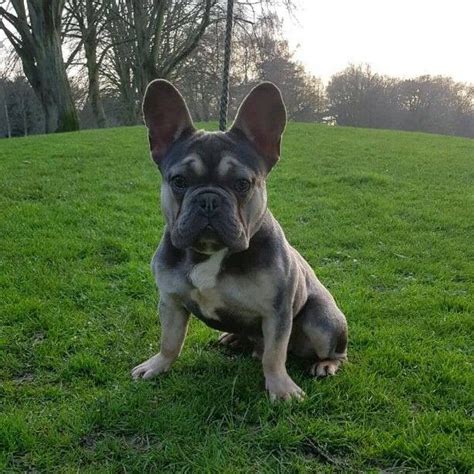 One of the reasons french bulldogs are so popular other than their, loving temperament, low maintenance and being azula is a brindle blue and tan also called a blue and tan trindle. Blue and tan French bulldog | in Derby, Derbyshire | Gumtree