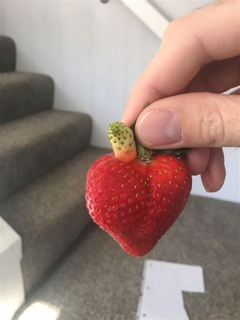 My Heart Shaped Strawberry Had An Appendage Growing Out Of Its Top