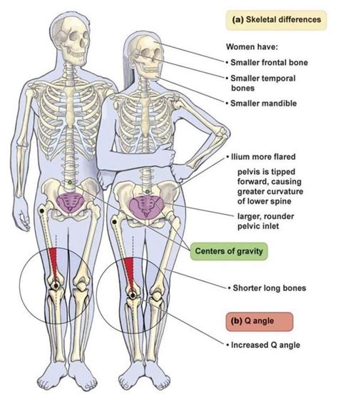 anatomical variations between male and female bodies and their impact on strength training