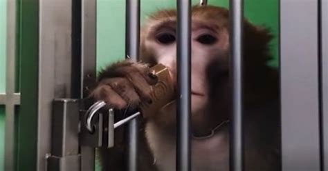 Apes Forced To Drink Own Urine Before Being Blinded In Cruel Lab Tests