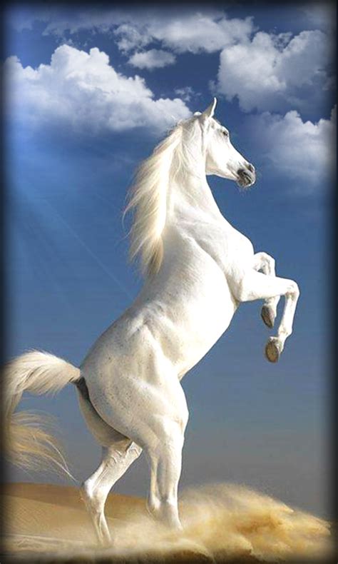 Download Horse Live Wallpaper App For Android By Annetter19 Horses