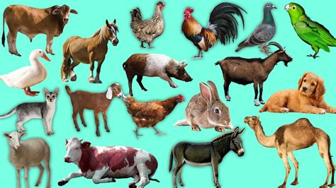 Download Domestic Animals Wallpaper Gallery